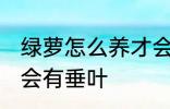 绿萝怎么养才会有垂叶 绿萝如何养才会有垂叶