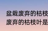 盆栽废弃的枯枝叶属于什么垃圾 盆栽废弃的枯枝叶是什么垃圾