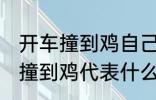 开车撞到鸡自己也摔有什么兆头 开车撞到鸡代表什么意思