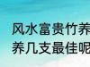 风水富贵竹养几支最旺运 风水富贵竹养几支最佳呢