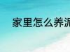 家里怎么养泥鳅 家里如何养泥鳅