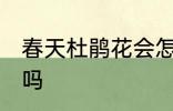 春天杜鹃花会怎么样 春天杜鹃花开花吗