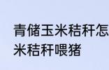 青储玉米秸秆怎样喂猪 如何做青储玉米秸秆喂猪