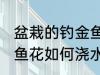 盆栽的钓金鱼花怎么浇水 盆栽的钓金鱼花如何浇水