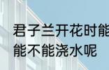 君子兰开花时能浇水吗 君子兰开花时能不能浇水呢