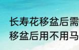 长寿花移盆后需要立刻浇水吗 长寿花移盆后用不用马上浇水