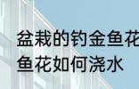 盆栽的钓金鱼花怎么浇水 盆栽的钓金鱼花如何浇水