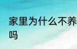 家里为什么不养扶桑 家里可以养扶桑吗