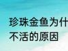 珍珠金鱼为什么总养不活 珍珠金鱼养不活的原因