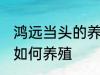 鸿远当头的养殖方法是什么 鸿远当头如何养殖